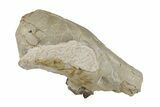 Rare, Fossil Canid (Hesperocyon) Upper Skull - Wyoming #269890-1